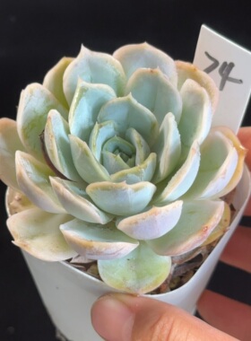 蓝色惊喜74  花盆6.3cm 6月21日直播 28包邮