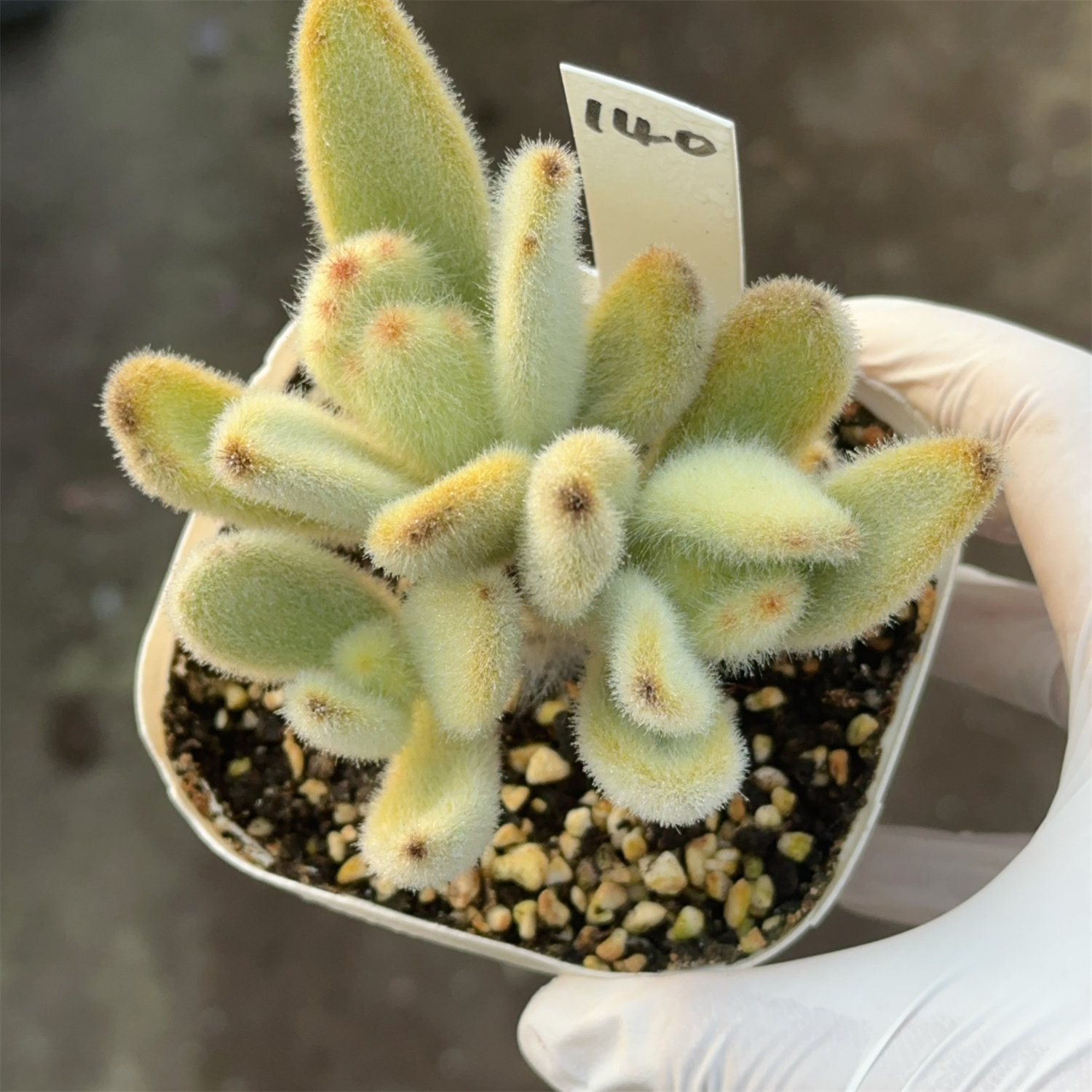 闪光兔140 有砍 盆口9.3cm 满28包邮 直播链接