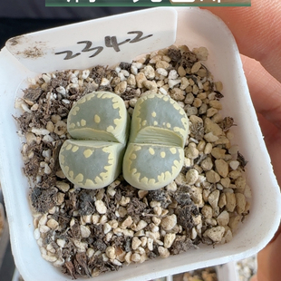大津绘2342