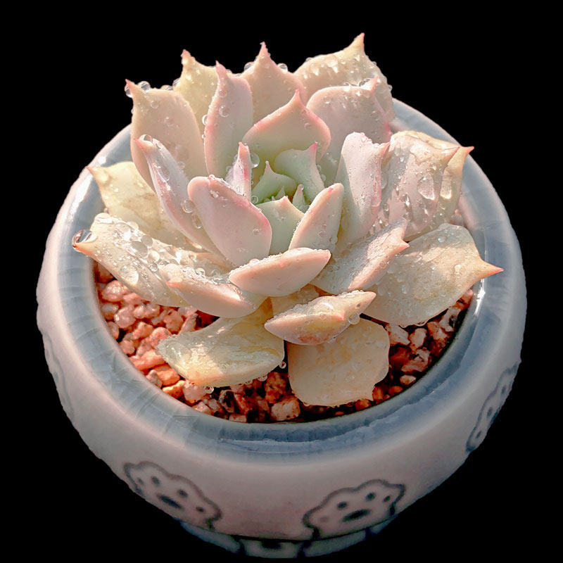 【一物一拍】露娜莲 莲花座多肉植物办公室阳台盆栽绿植满28包邮