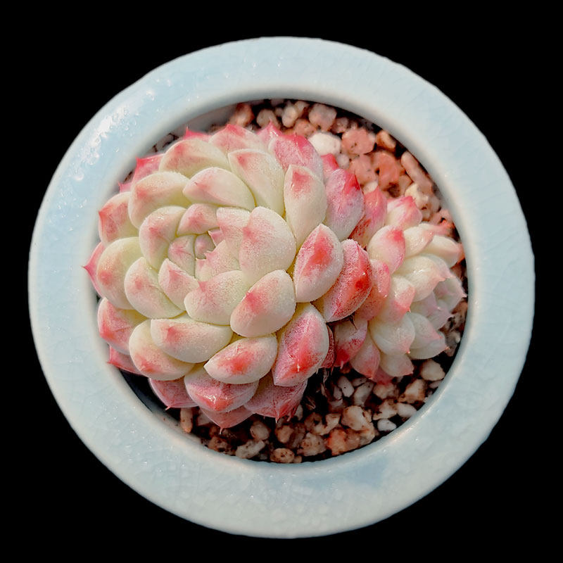 【一物一拍】阿尔巴美妮群生多肉植物新手办公室盆栽绿植满28包邮,鲜花速递/花卉仿真/绿植园艺,多肉植物,淘宝优惠券,粉丝福利购,淘宝优惠卷