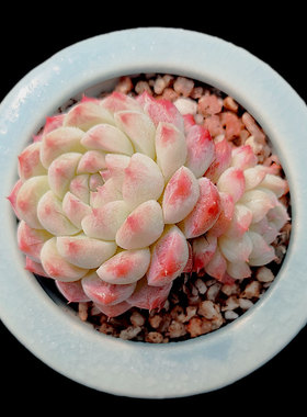 【一物一拍】阿尔巴美妮群生多肉植物新手办公室盆栽绿植满28包邮