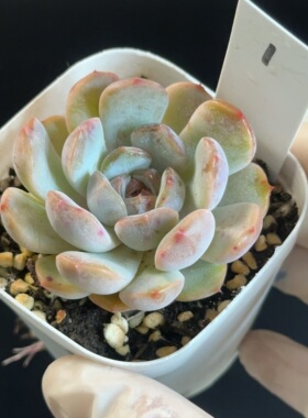 红色恋人1 花盆6.3cm 6月21日直播 28包邮