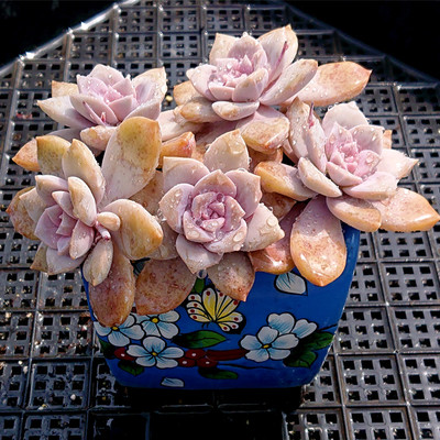 秋季热卖一物一拍12.13多肉植物