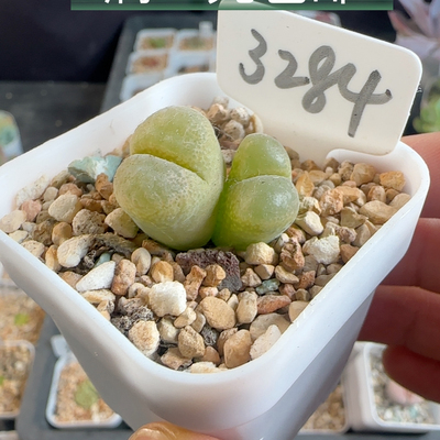 风铃玉3284