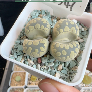大津绘2347