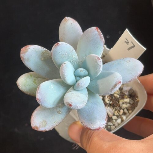 雪美人27 花盆6.3cm 10月3日直播 28包邮