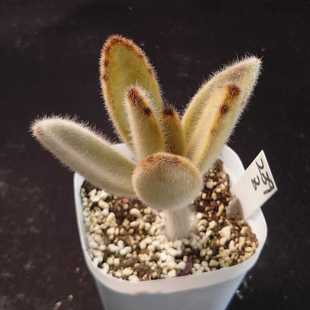 黄金兔耳 闪光兔 毛茸茸多肉植物阳台趣味小盆栽绿植 一物一拍