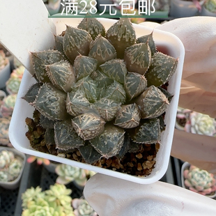 楼兰玉露539 带盆发