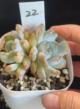 红色恋人22 花盆6.3cm 6月21日直播 28包邮