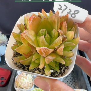 凝脂菊2728