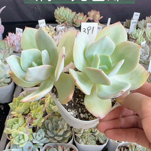 白凤391 有砍