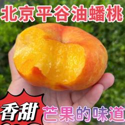 黄油蟠桃正宗北京平谷鲜桃黄肉无毛大蟠桃当季孕妇水果香甜礼盒装