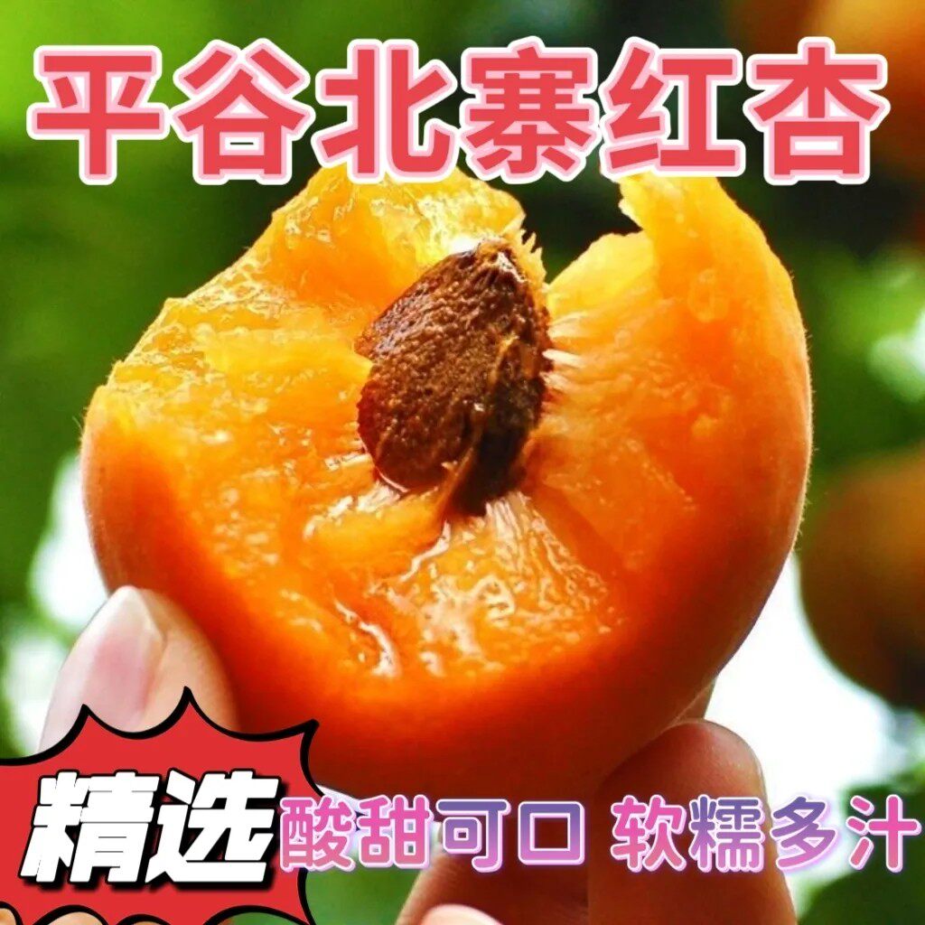 红杏正宗北京平谷北寨红杏软糯多汁新鲜当季孕妇水果酸甜可口