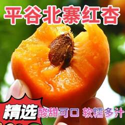 红杏正宗北京平谷北寨红杏软糯多汁新鲜当季孕妇水果酸甜可口