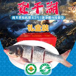 查干湖胖头鱼2斤1条净膛分段真空天然特级有机鱼包邮
