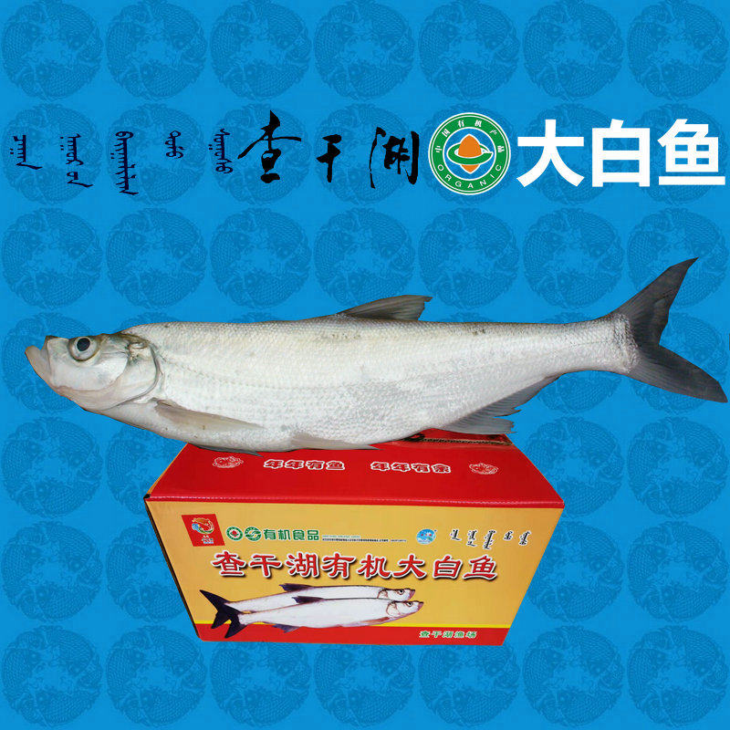 查干湖有机大白鱼每条半斤至2.9斤产地直供鲜活速冻空运包邮