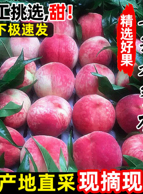 现摘水蜜桃新鲜桃子应当季水果10斤整箱脆甜毛桃孕妇当季红蜜桃5