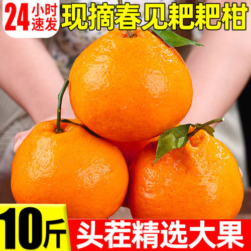 四川特级春见耙耙柑10斤新鲜水果当季整箱丑八怪橘子特级粑粑柑桔