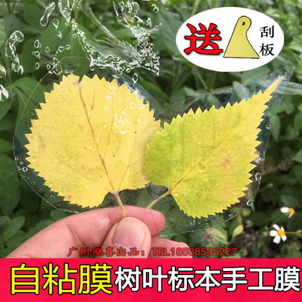 a4冷裱膜树叶标本塑封膜手工制作相片照片自粘贴膜A6植物书签6寸