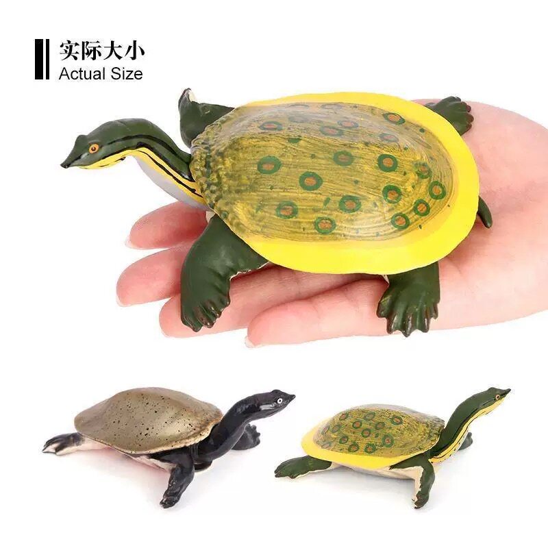 仿真海洋生物动物模型淡水甲鱼角仿真/动物玩偶