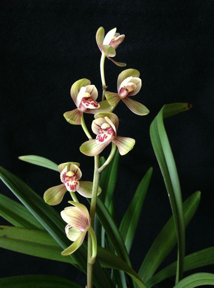 兰花建兰君荷红月红草红荷君临金荷粉荷室内阳台绿植花卉名品包邮