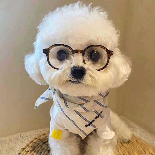 猫咪眼镜小型犬雪纳瑞比熊墨镜