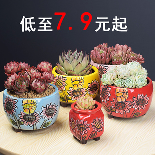 特价方盆多肉花盆向日葵系列粗陶瓷创意个性中大号肉肉盆器批发