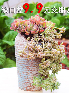 切口粗陶多肉老桩花盆粗陶瓷缺口悬崖透气特大号口径陶罐法师花盆