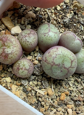 c r1122白花紫红