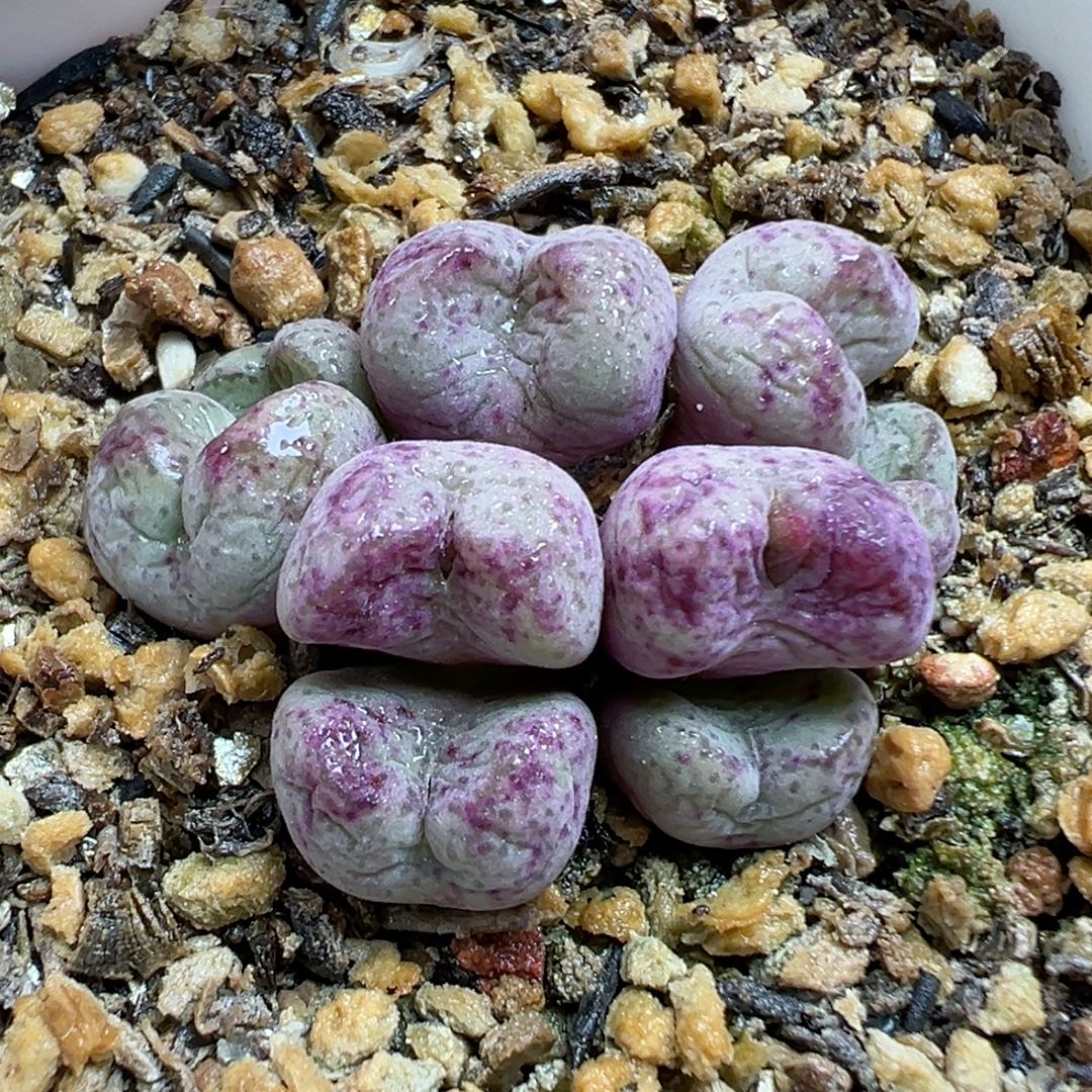 3.3e a 3998紫猴