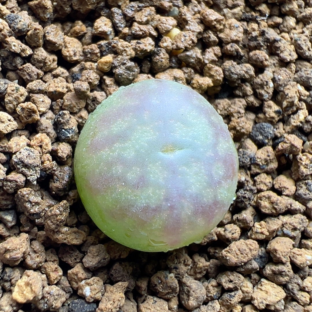 1.23铅笔杂,鲜花速递/花卉仿真/绿植园艺,多肉植物,淘宝优惠券,粉丝福利购,淘宝优惠卷