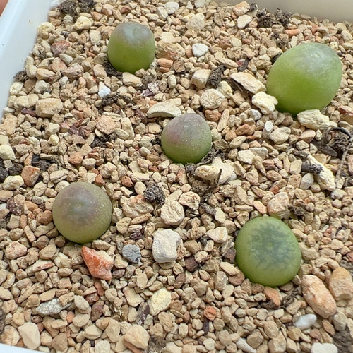 2代拉登杂打包