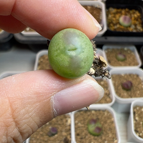 拉登杂桃
