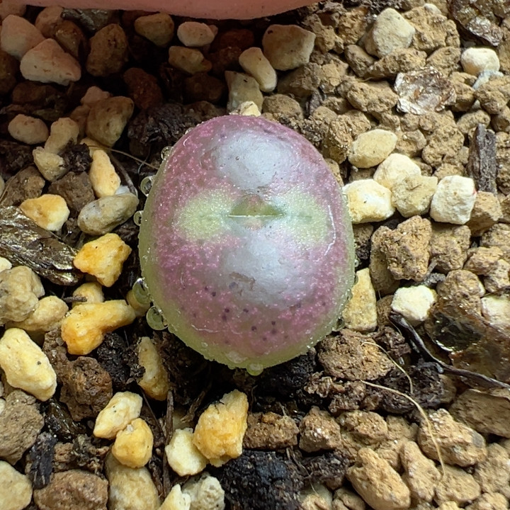 桃割杂铅笔杂精品1.3满窗