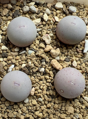 s b 1545超级ｖ嘴