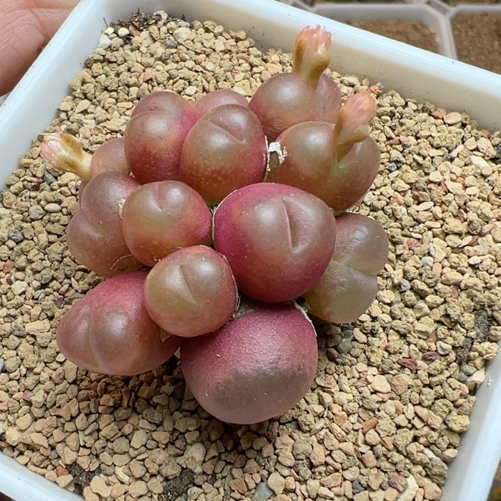 手捧吕群10年加