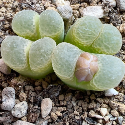 粉樱