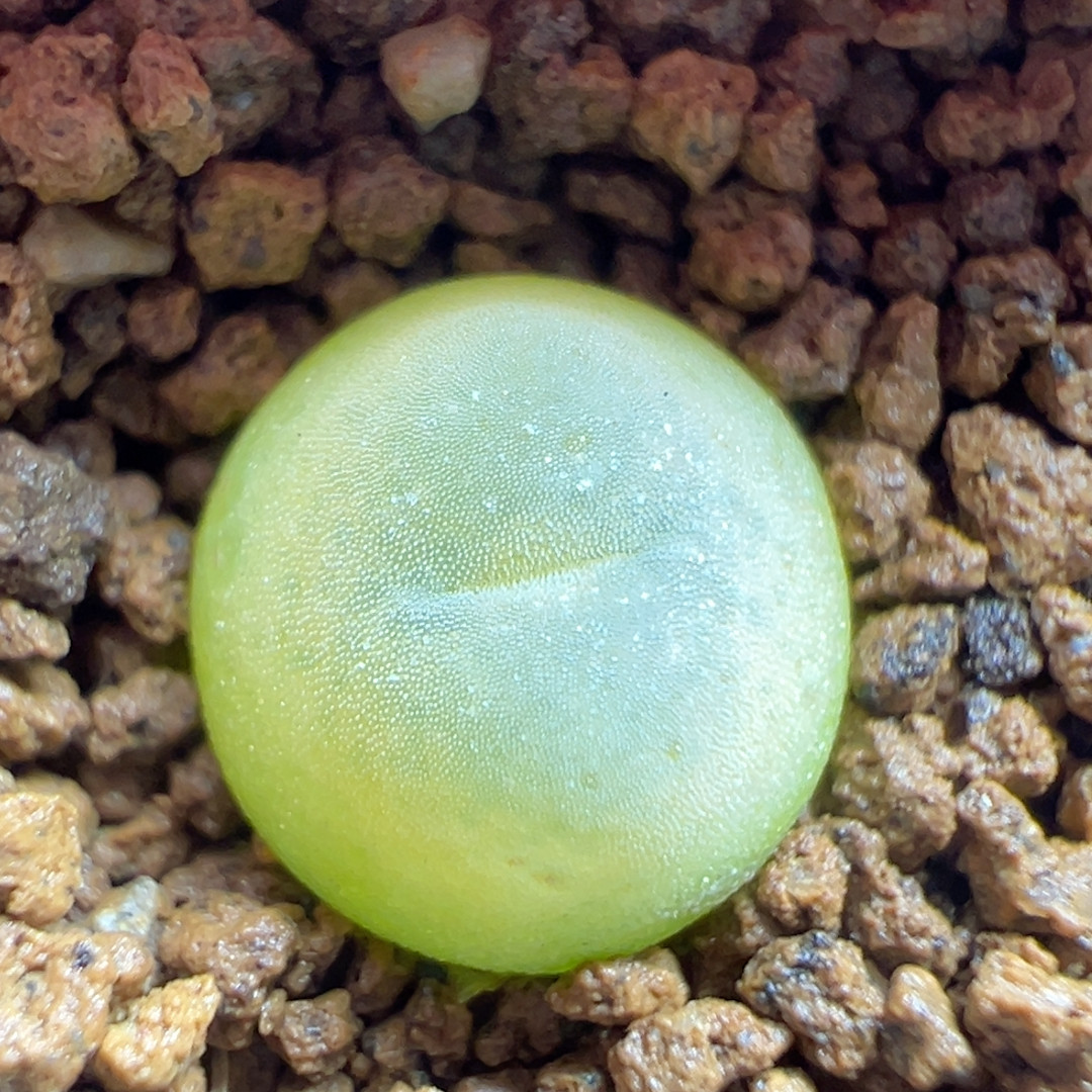 拉登杂1,鲜花速递/花卉仿真/绿植园艺,多肉植物,淘宝优惠券,粉丝福利购,淘宝优惠卷