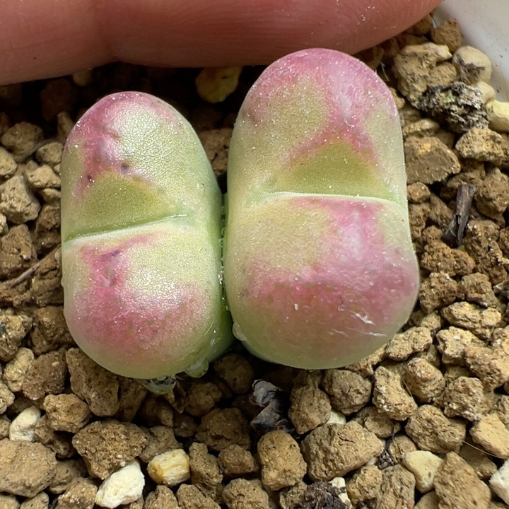 桃割杂精品