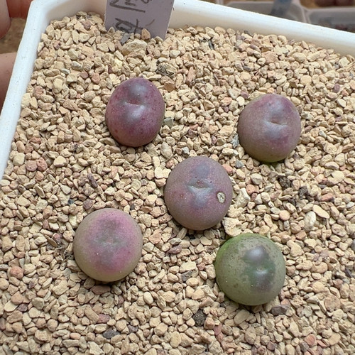 拉登杂