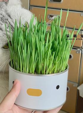 cat grass can lazy people have planted ready to eat potted