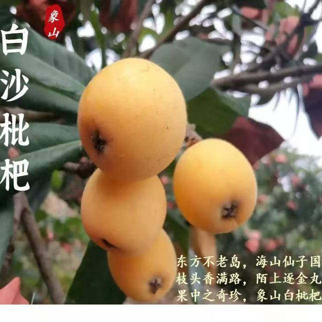 象山白沙枇杷樊岙白玉白梨枇杷纯甜爽口农家自种现摘现发新鲜鲜果
