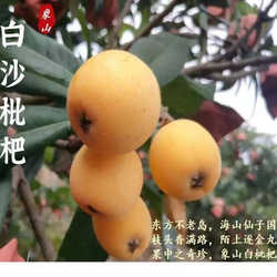 象山樊岙白玉白沙枇杷白梨枇杷纯甜爽口农家自种现摘新鲜直达鲜果