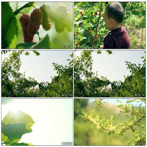 桑葚桑叶蚕丝桑树水果摘桑葚摘水果吃桑葚桑葚园高清实拍视频素材