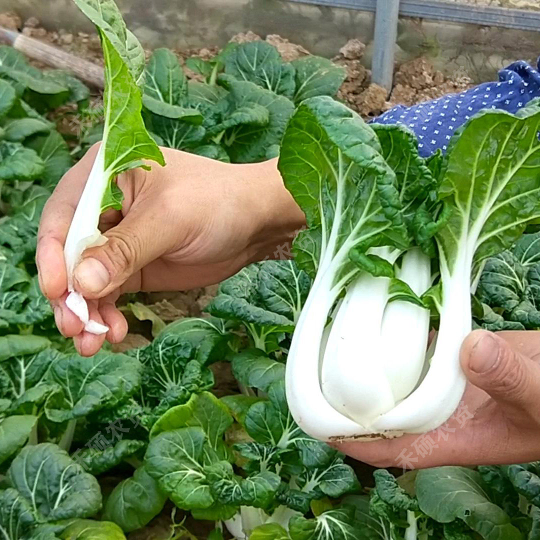 阳台家庭小菜园多少钱 阳台家庭小菜园优惠券免费领取 有条鱼