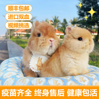 宠物兔活物进口双血统纯种侏儒兔