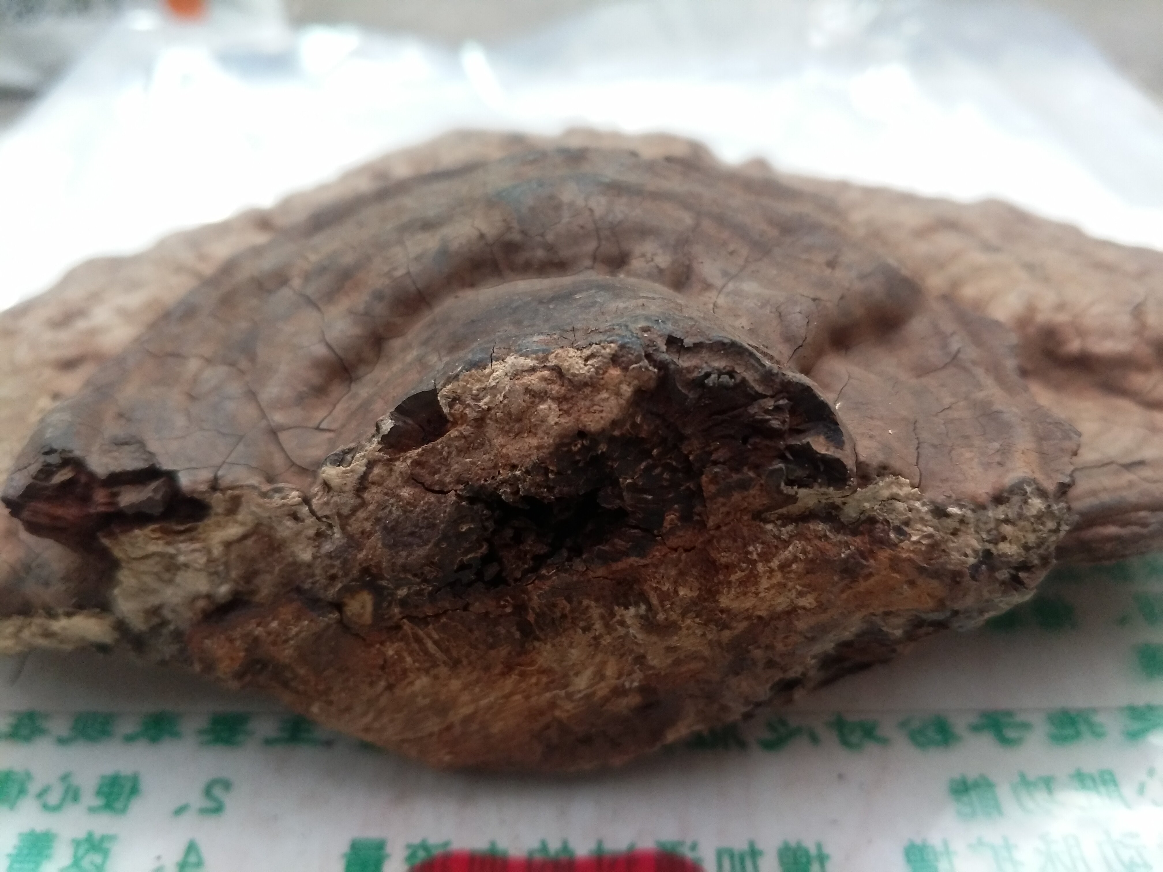 野生树舌灵芝大个块青芝正品灵芝片粉长白山平盖灵芝整枝500克