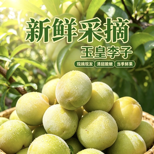 山西脱骨李子玉皇李新鲜现摘脆甜多汁应季水果孕妇可食