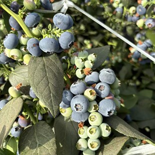 【顺丰发货】正宗攀枝花花香蓝莓又脆又甜新鲜当季花青素水果